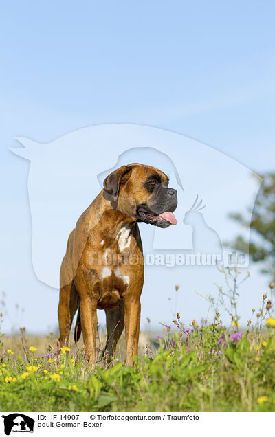 ausgewachsener Deutscher Boxer / adult German Boxer / IF-14907