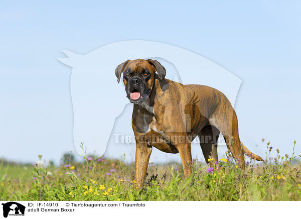 adult German Boxer / IF-14910