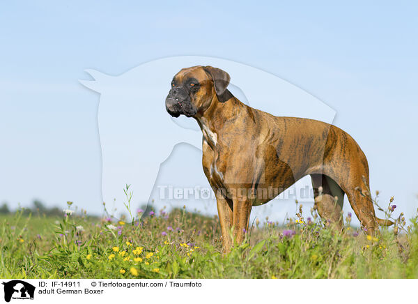 adult German Boxer / IF-14911