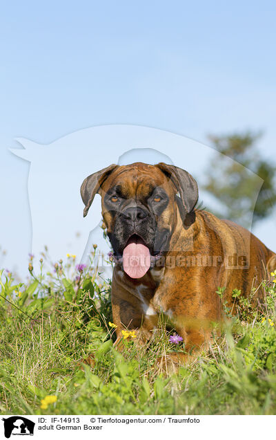 adult German Boxer / IF-14913