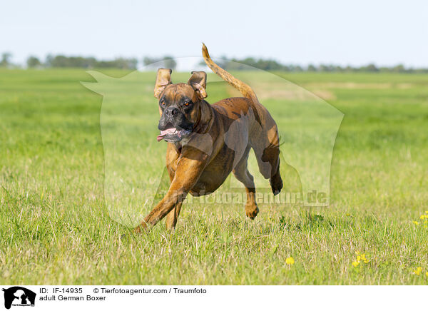 adult German Boxer / IF-14935
