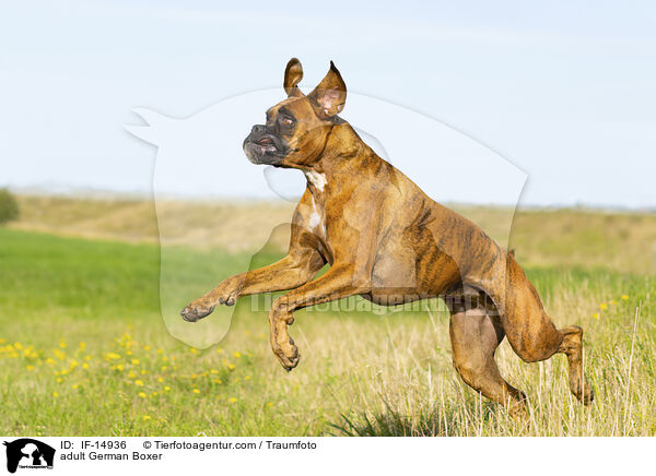 adult German Boxer / IF-14936