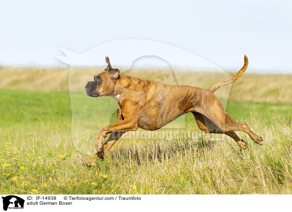 adult German Boxer / IF-14938