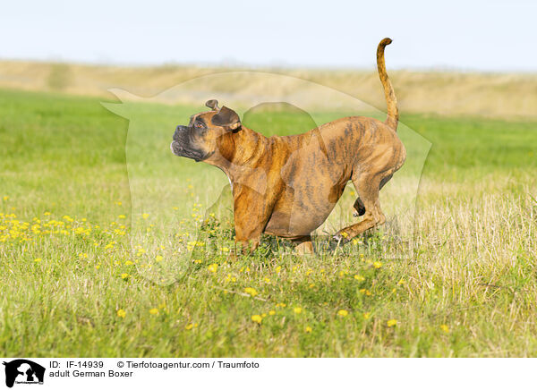 adult German Boxer / IF-14939