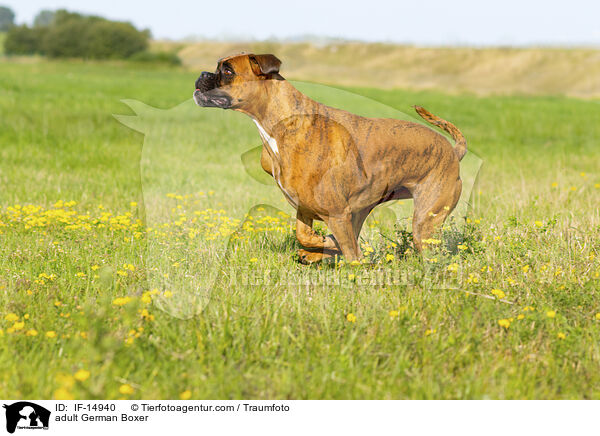 adult German Boxer / IF-14940