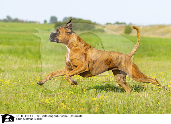 adult German Boxer / IF-14941
