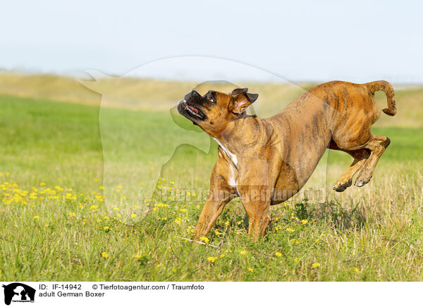 adult German Boxer / IF-14942