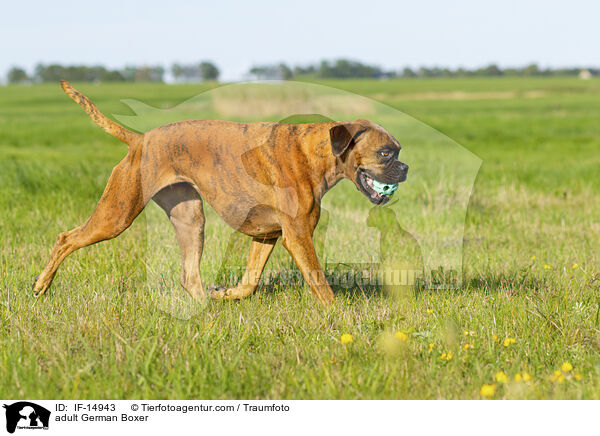 adult German Boxer / IF-14943