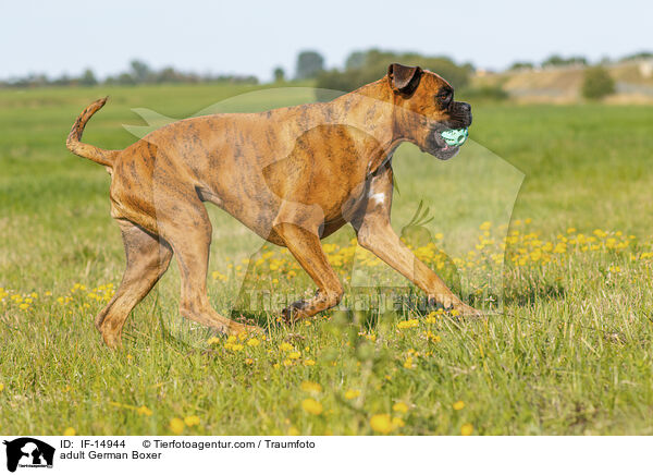 adult German Boxer / IF-14944