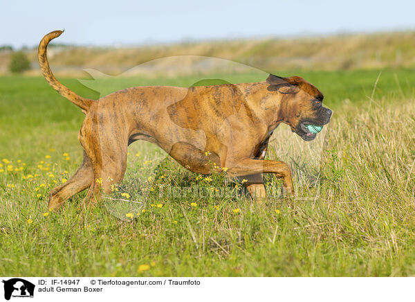 adult German Boxer / IF-14947