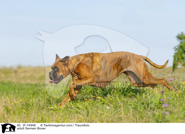 adult German Boxer / IF-14948