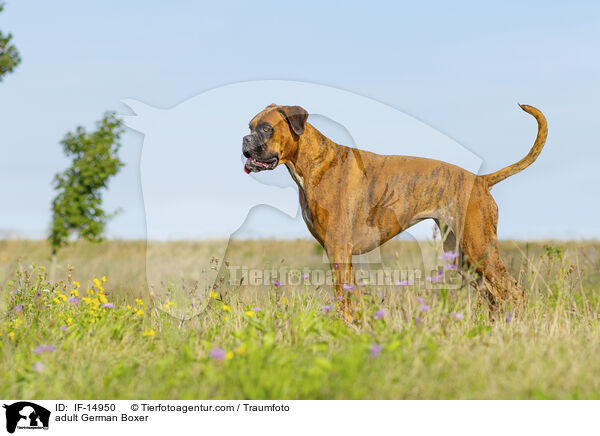 adult German Boxer / IF-14950