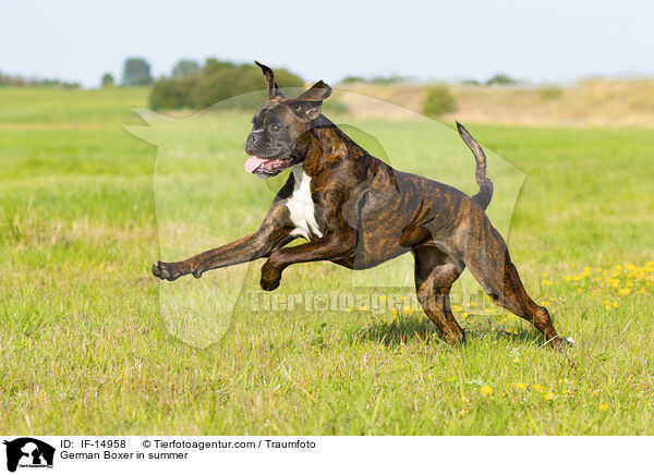 German Boxer in summer / IF-14958