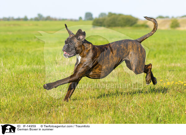 German Boxer in summer / IF-14959