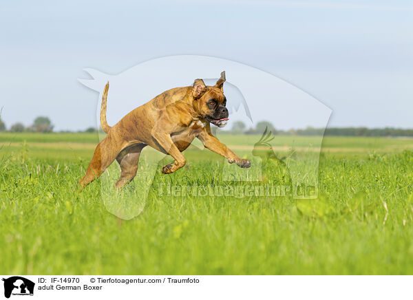 adult German Boxer / IF-14970