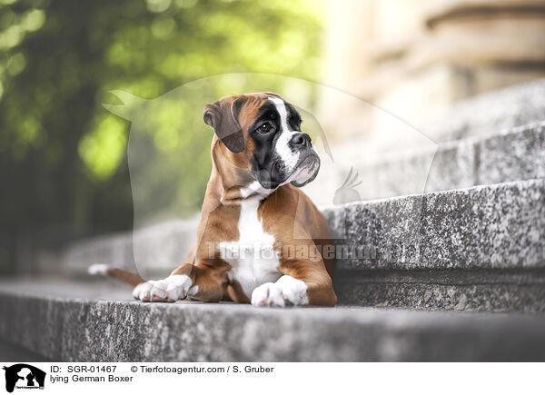 lying German Boxer / SGR-01467