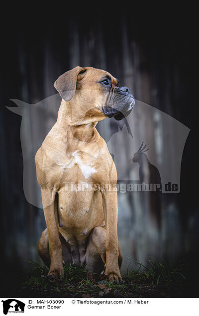 German Boxer / MAH-03090
