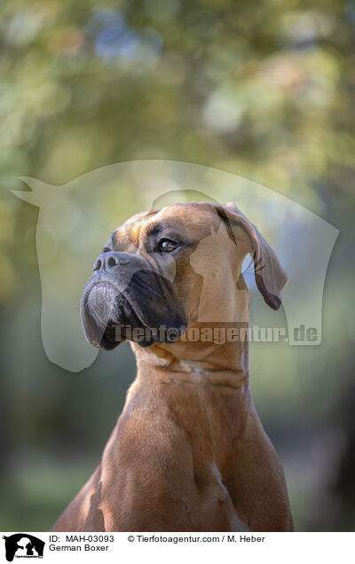 German Boxer / MAH-03093