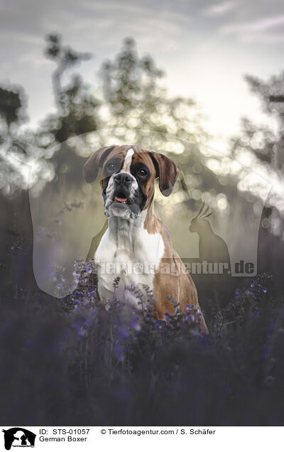 German Boxer / STS-01057