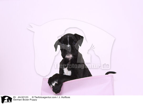German Boxer Puppy / JH-30123