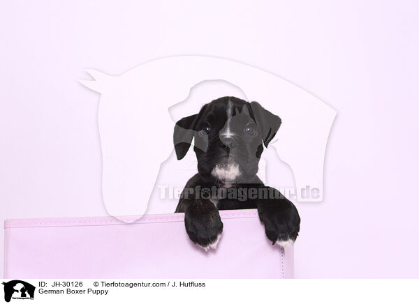 German Boxer Puppy / JH-30126