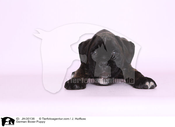 German Boxer Puppy / JH-30136