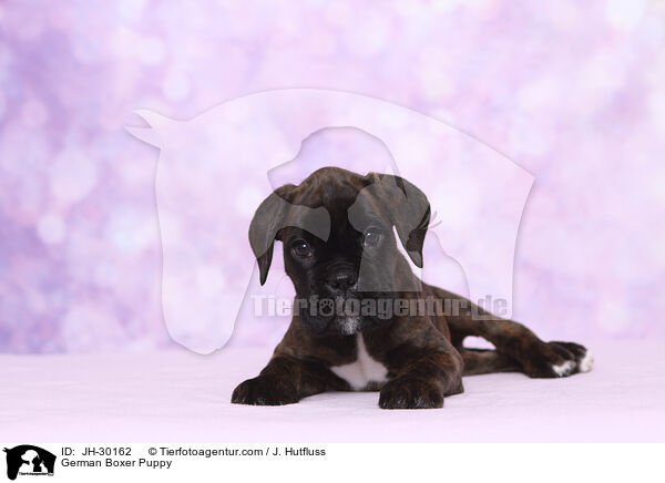 German Boxer Puppy / JH-30162
