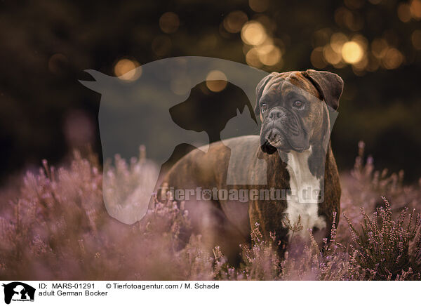 ausgewachsener Deutscher Boxer / adult German Bocker / MARS-01291