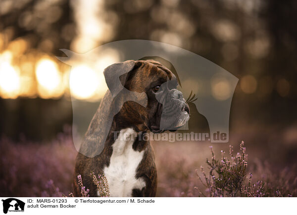 ausgewachsener Deutscher Boxer / adult German Bocker / MARS-01293