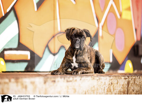 adult German Boxer / JAM-03793