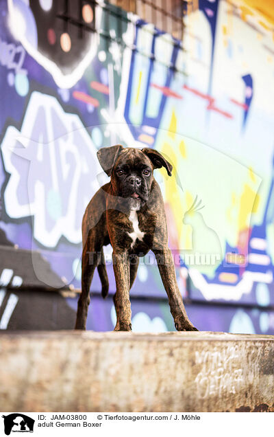ausgewachsener Deutscher Boxer / adult German Boxer / JAM-03800
