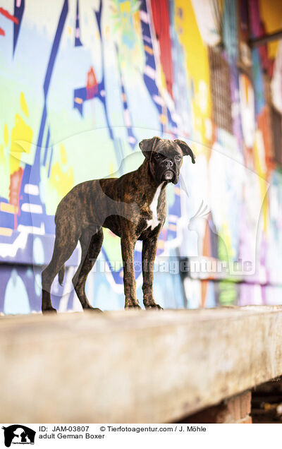 adult German Boxer / JAM-03807