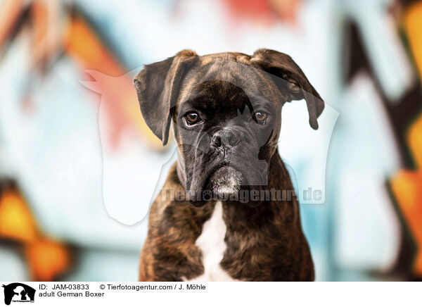ausgewachsener Deutscher Boxer / adult German Boxer / JAM-03833