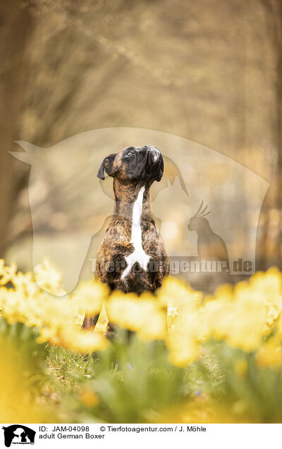 adult German Boxer / JAM-04098