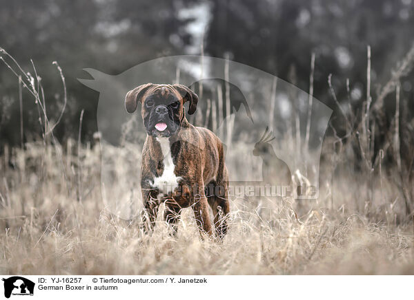 German Boxer in autumn / YJ-16257