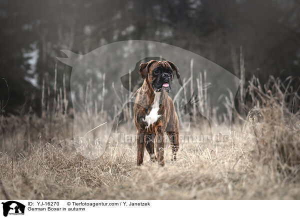 German Boxer in autumn / YJ-16270