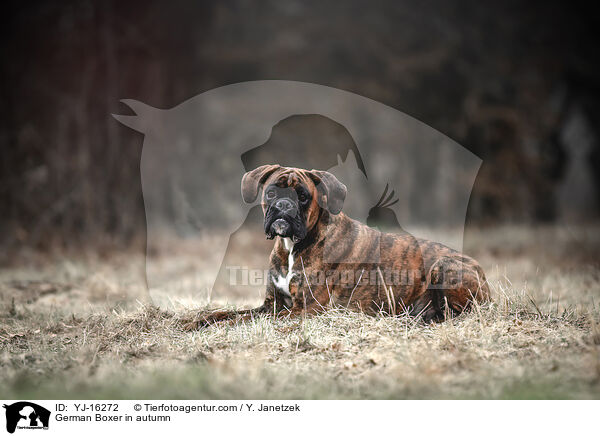 German Boxer in autumn / YJ-16272