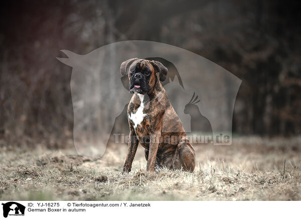 German Boxer in autumn / YJ-16275