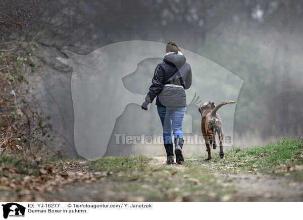 Deutscher Boxer im Herbst / German Boxer in autumn / YJ-16277