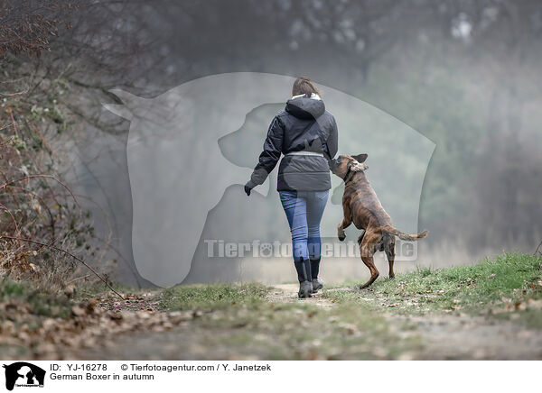 Deutscher Boxer im Herbst / German Boxer in autumn / YJ-16278