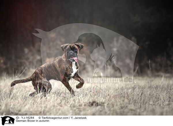 Deutscher Boxer im Herbst / German Boxer in autumn / YJ-16284