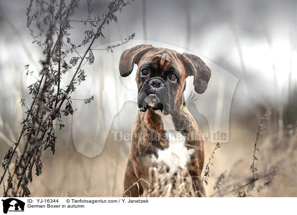 German Boxer in autumn / YJ-16344