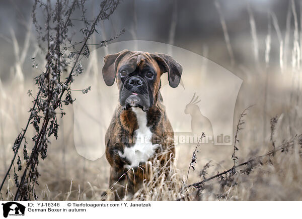 German Boxer in autumn / YJ-16346