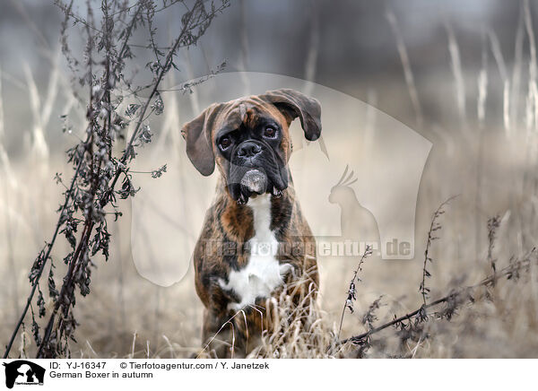 German Boxer in autumn / YJ-16347