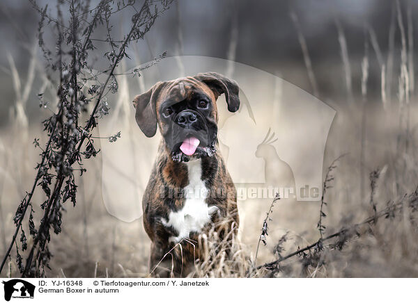 German Boxer in autumn / YJ-16348