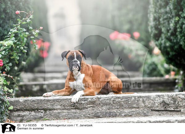 Deutscher Boxer im Sommer / German in summer / YJ-16355