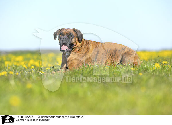 German Boxer in summer / IF-15215