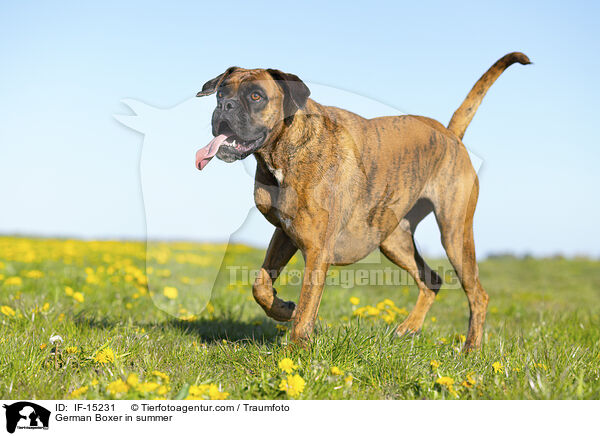 German Boxer in summer / IF-15231