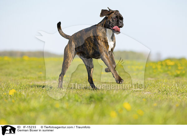 German Boxer in summer / IF-15233