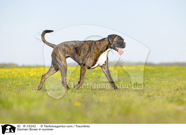 German Boxer in summer / IF-15242